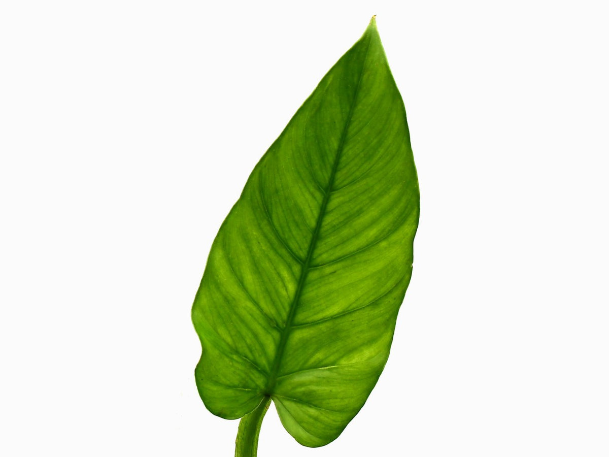philodendron ernestii Philodendron ernestii