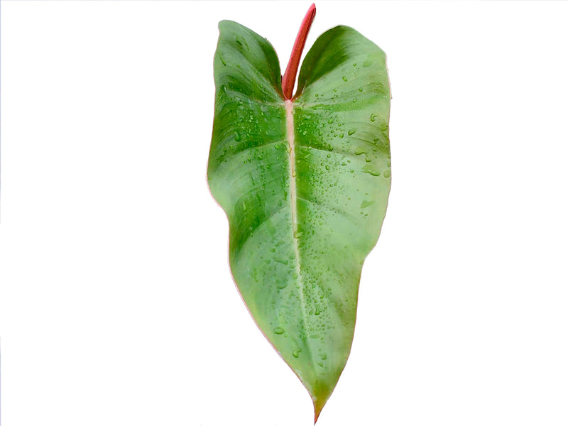 philodendron erubescens mature Philodendron erubescens — Ecuagenera Orquídeas del Ecuador