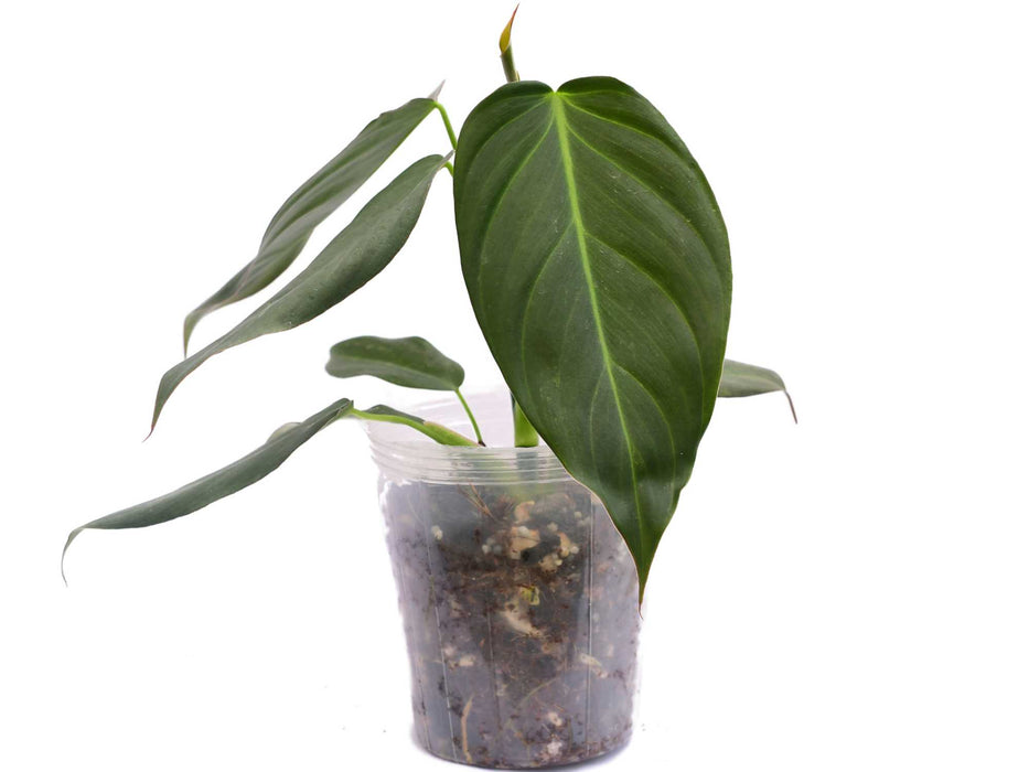 Philodendron erubescens x Philodendron pinnatilobum aff X Philodendron melanochrysum