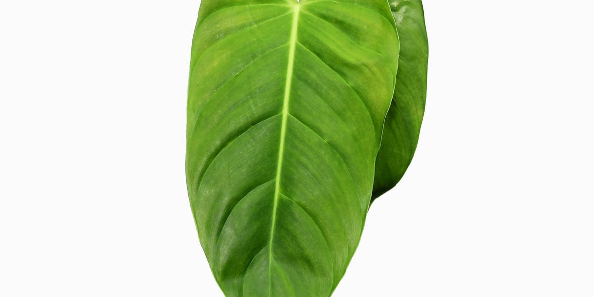 philodendron esmeraldense for sale Philodendron esmeraldense narrow — Ecuagenera Orquídeas del Ecuador