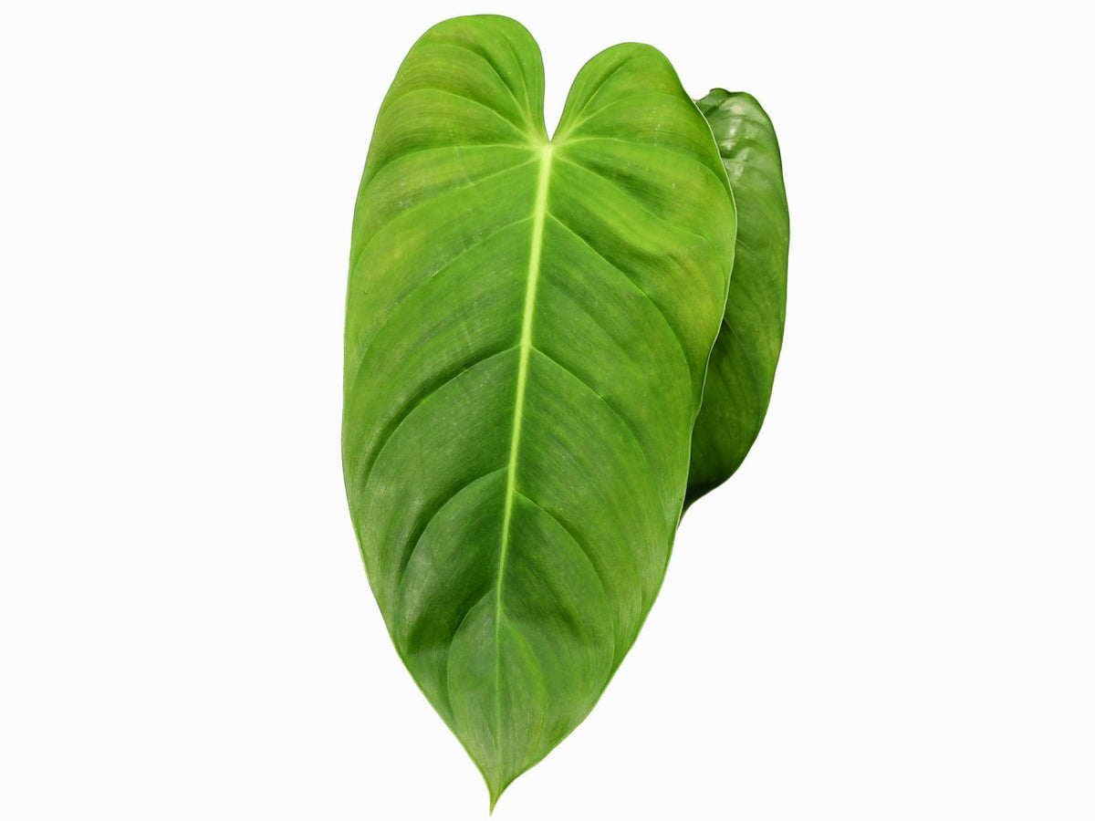 philodendron esmeraldense narrow vs regular Philodendron esmeraldense narrow — Ecuagenera Orquídeas del Ecuador
