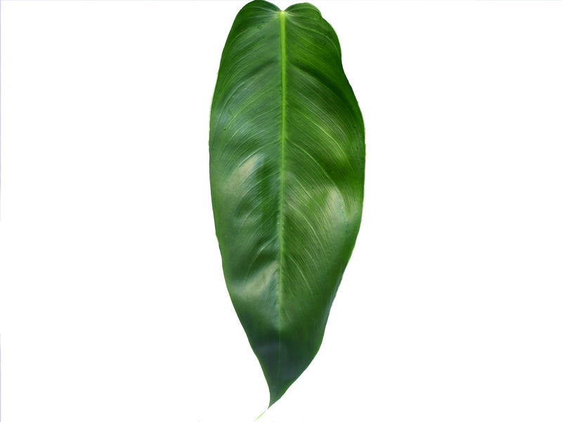 Philodendron esmeraldense x Philodendron patriciae