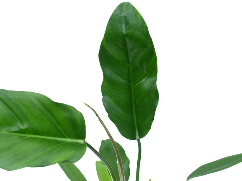 Philodendron esmeraldense x Philodendron tortum