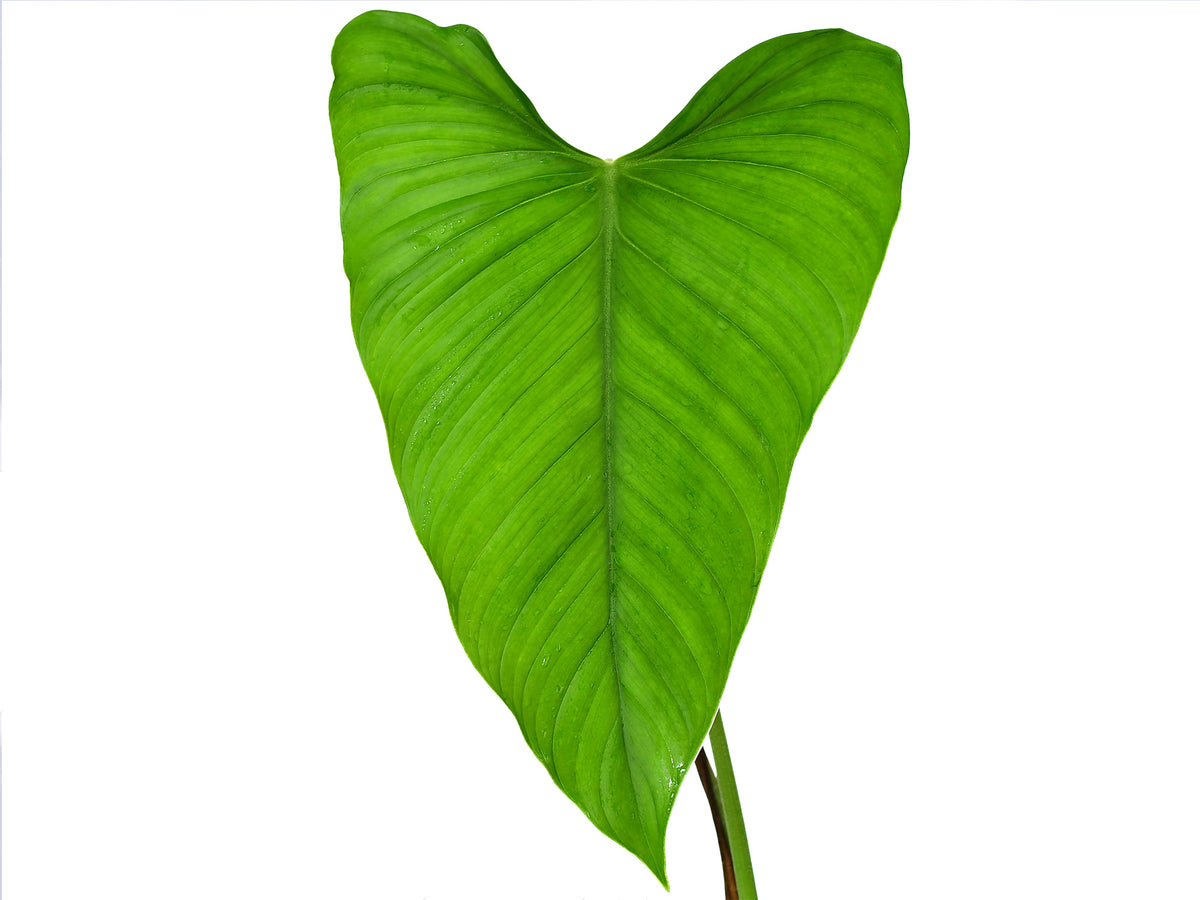 philodendron expandilobum Philodendron expandilobum