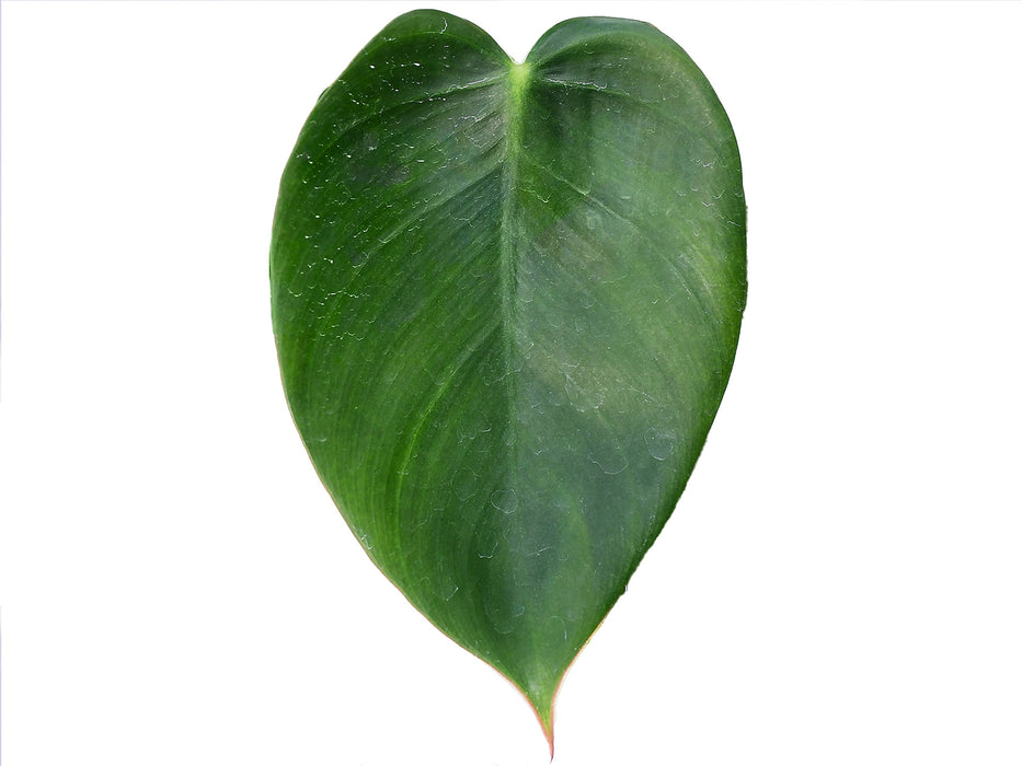 Philodendron oligospermum 'Ecuagenera'