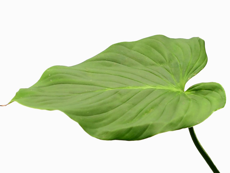 philodendron rubrocinctum Philodendron rubrocinctum
