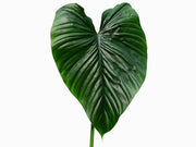philodendron platinum for sale Philodendron rubrocinctum Platinum — Ecuagenera Orquídeas del Ecuador