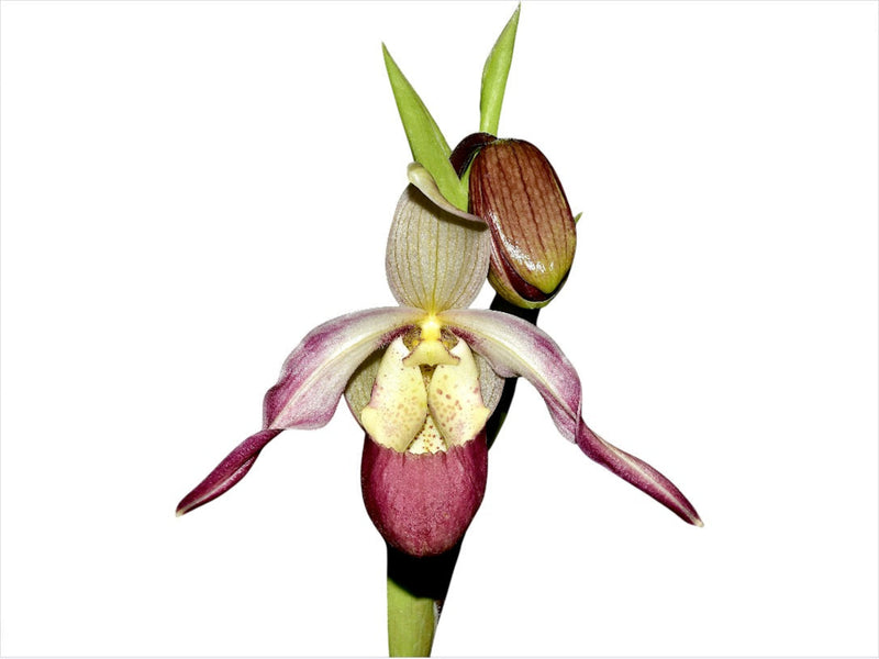 Phragmipedium Ainsworthii