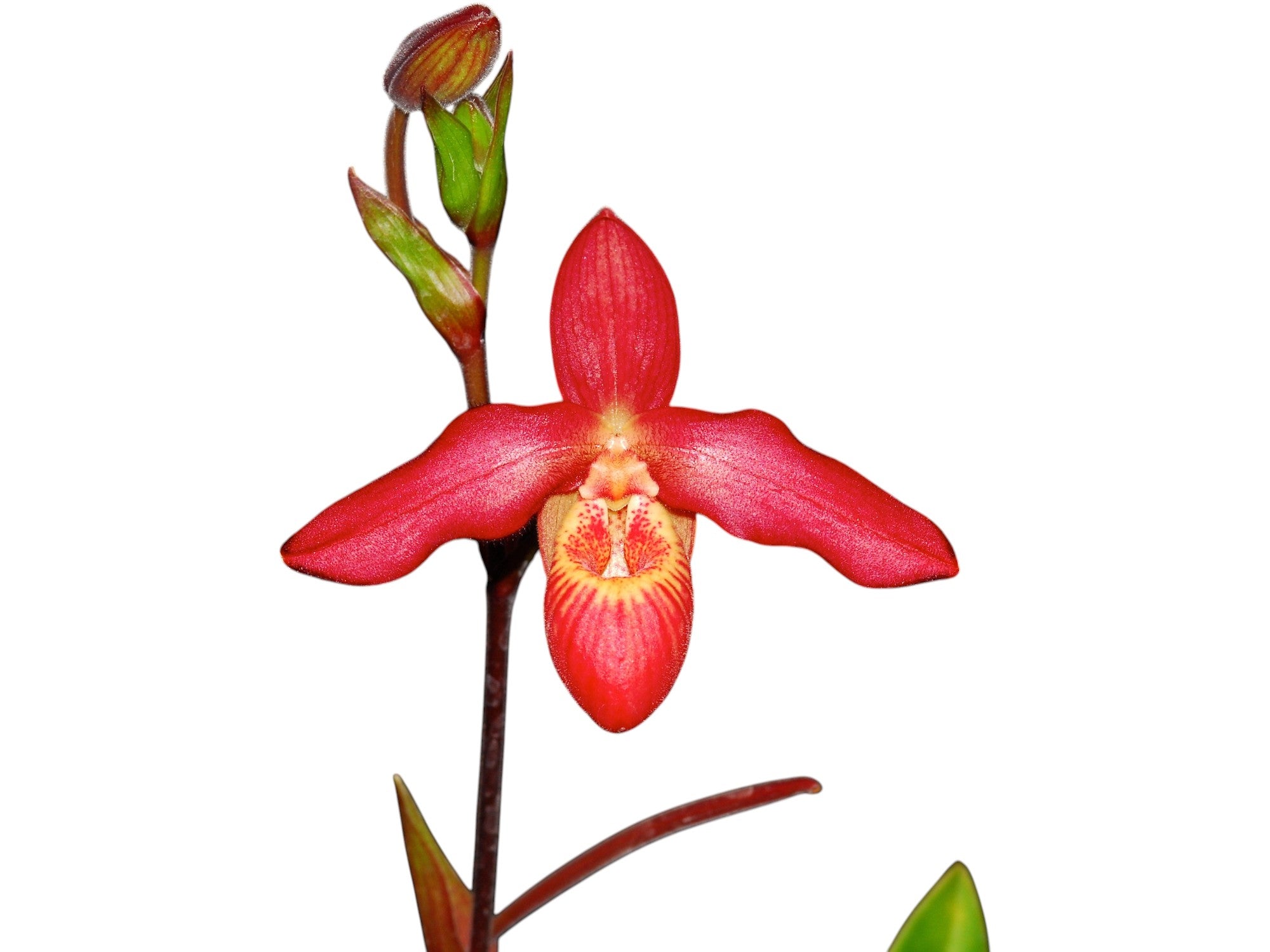 Phragmipedium Memoria Dick Clements — Ecuagenera Orquídeas del Ecuador