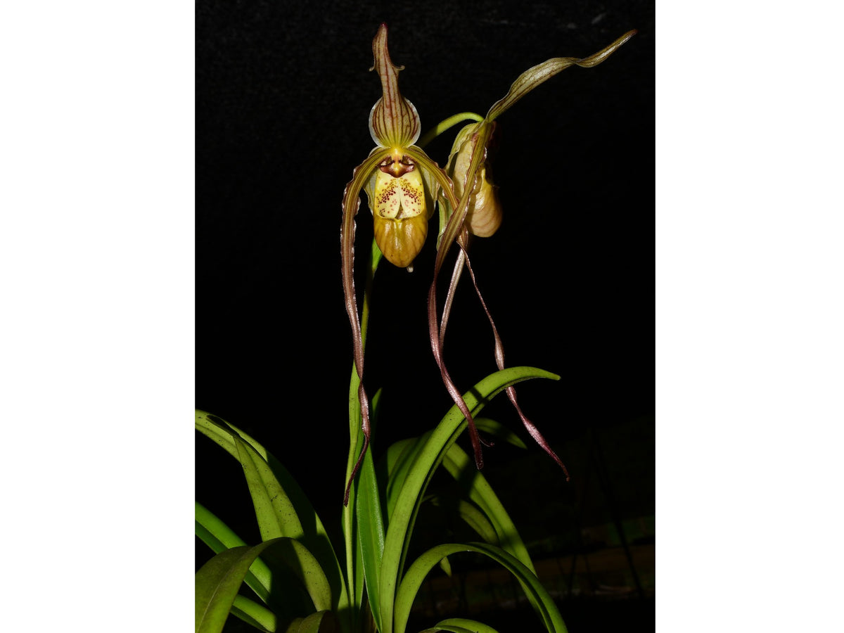 Phragmipedium Predator — Ecuagenera Orquídeas del Ecuador