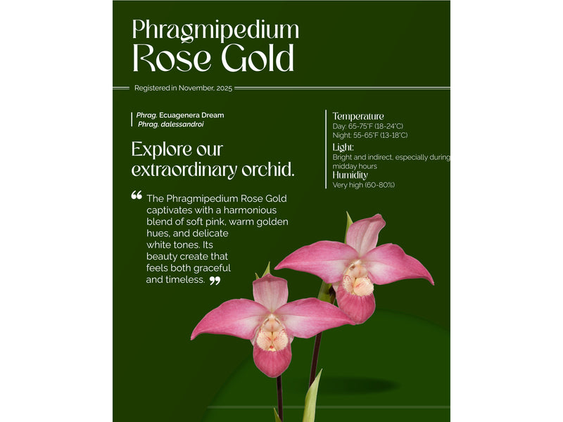 Phragmipedium Rose Gold