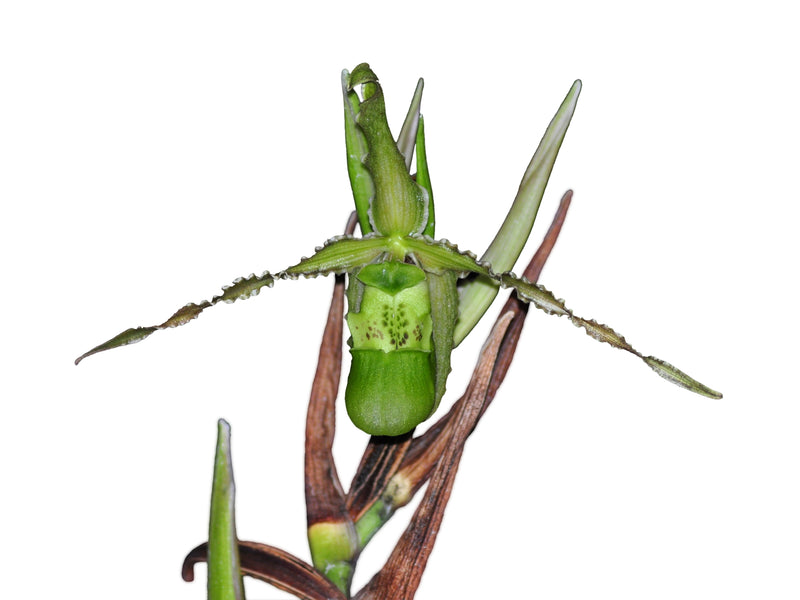 Phragmipedium boissierianum