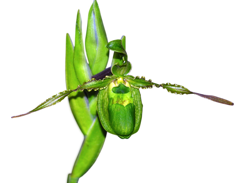 Phragmipedium boissierianum var. czerwiakowianum