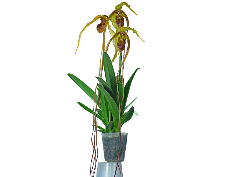 Phragmipedium humboldtii 'Fortuna'