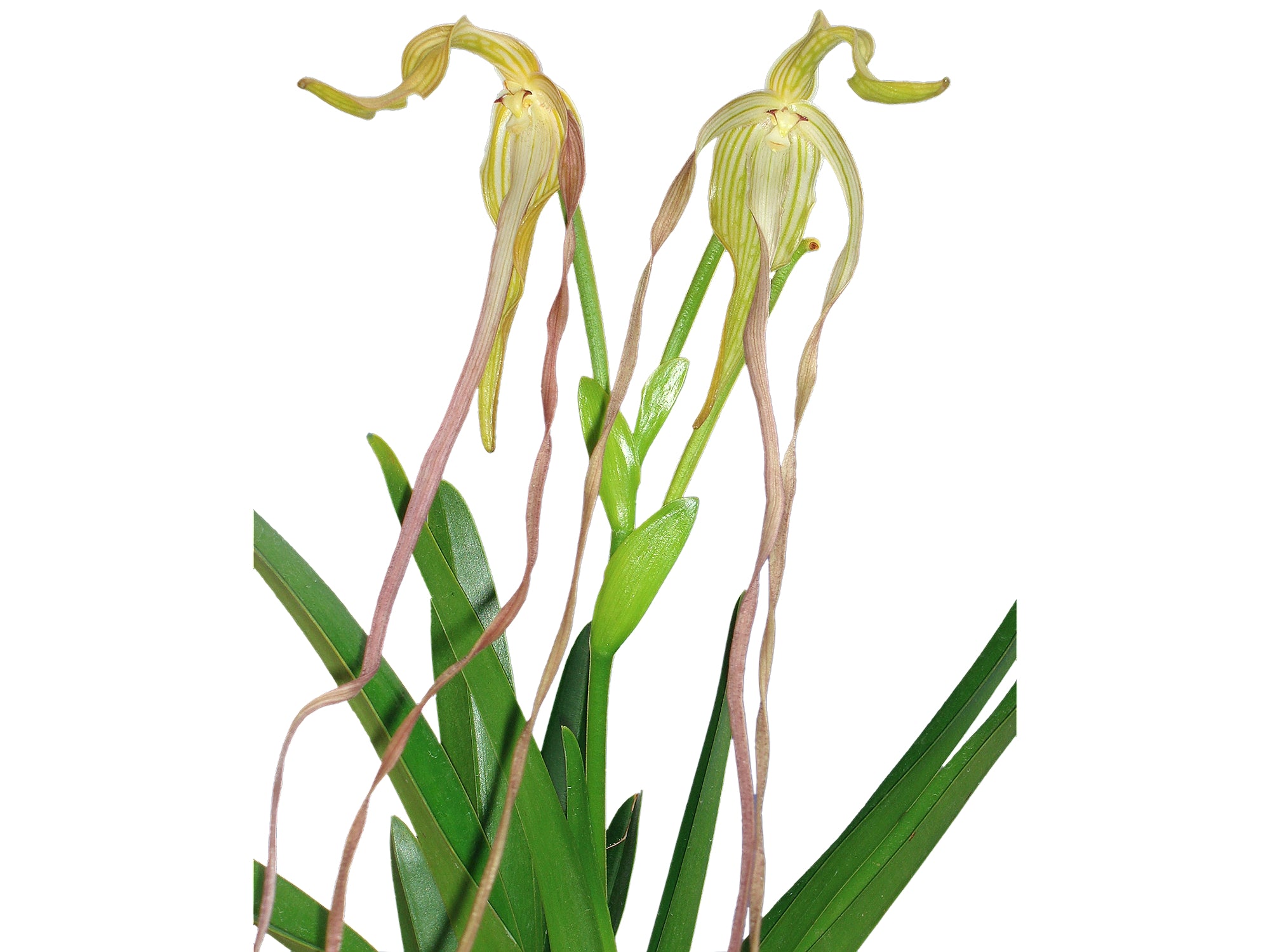 Phragmipedium lindenii — Ecuagenera Orquídeas del Ecuador