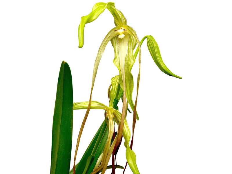Phragmipedium lindenii