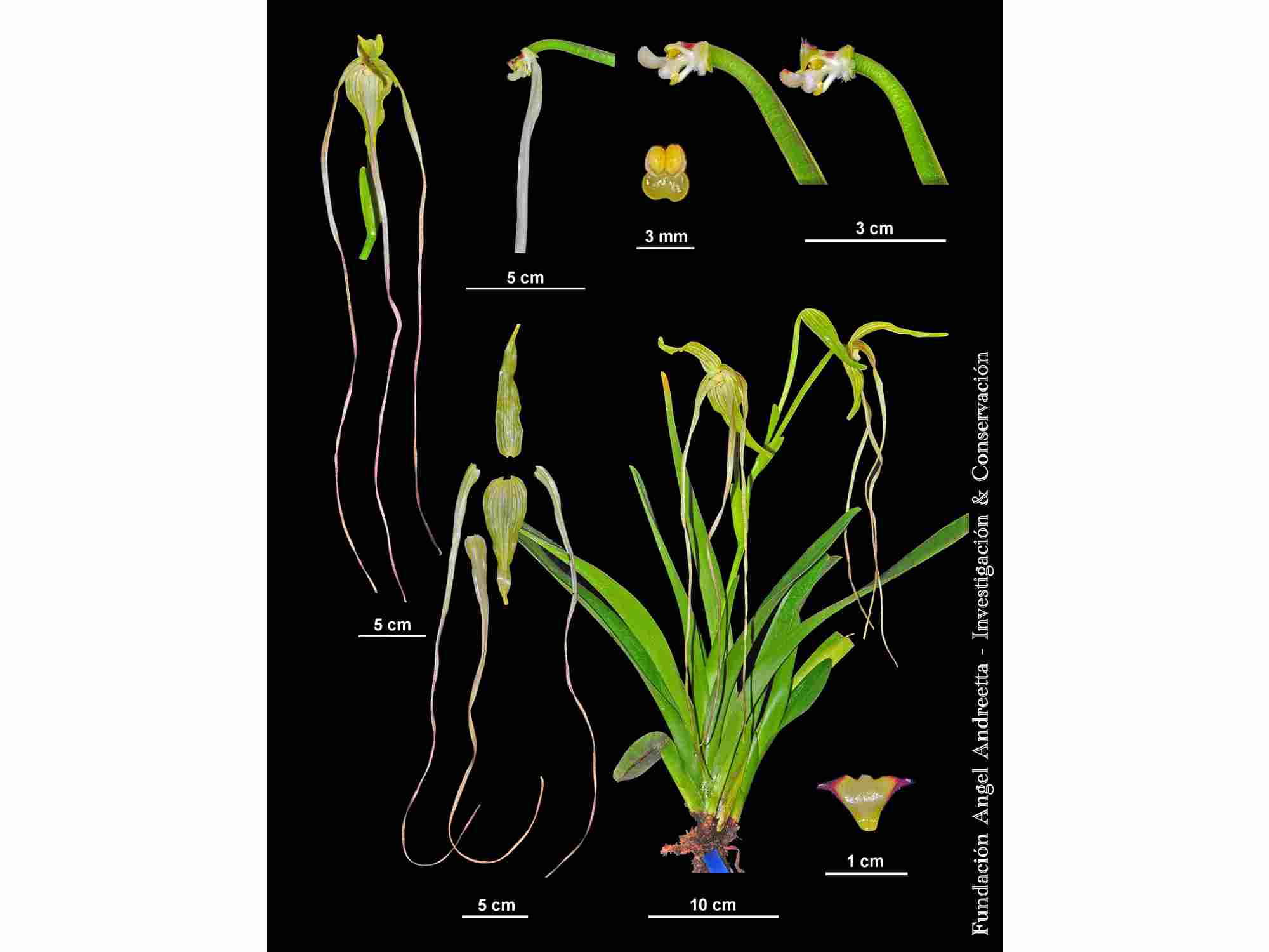 Phragmipedium lindenii — Ecuagenera Orquídeas del Ecuador