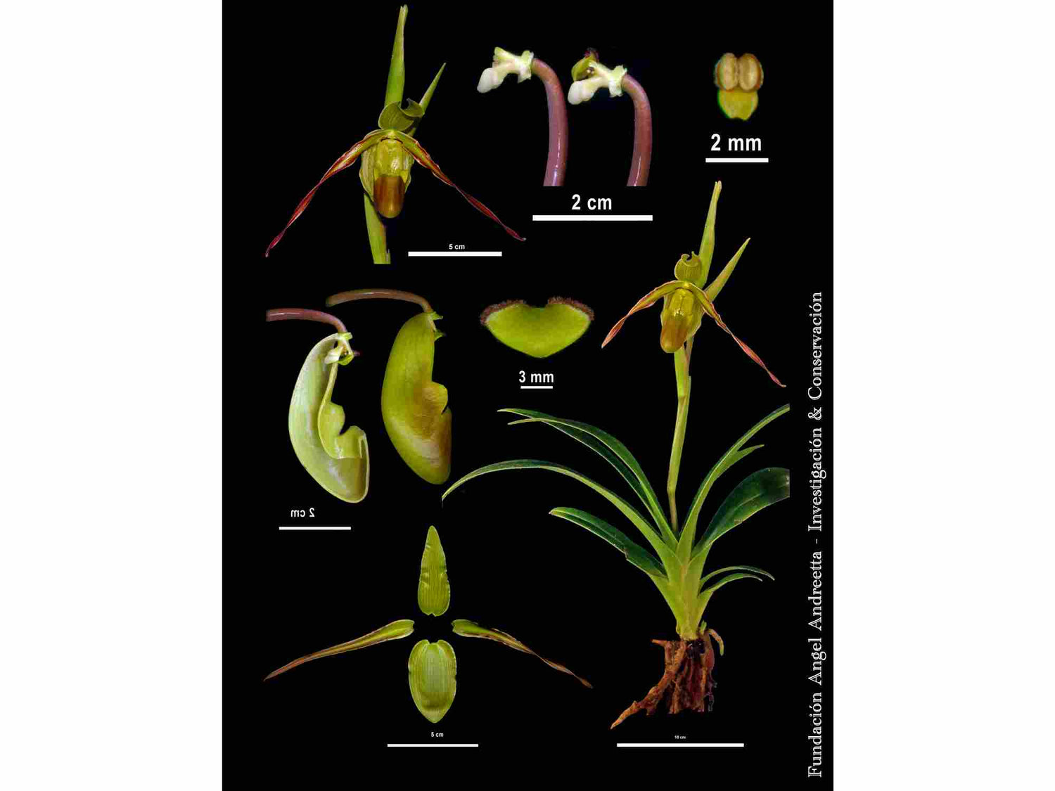 anthurium longifolium Phragmipedium longifolium — Ecuagenera Orquídeas del Ecuador