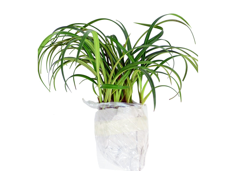 Phragmipedium pearcei