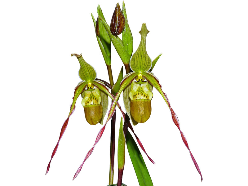 Phragmipedium x roethianum