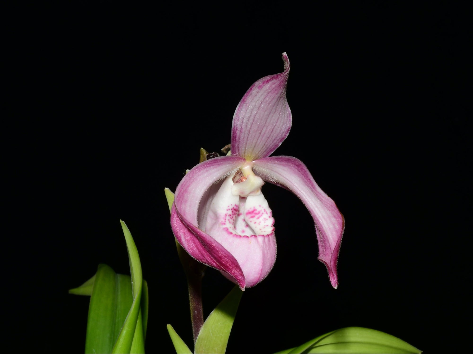 Phragmipedium Carol Kanzer — Ecuagenera Orquídeas del Ecuador