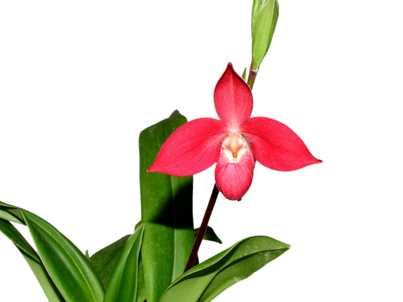 Phragmipedium Diana Portilla
