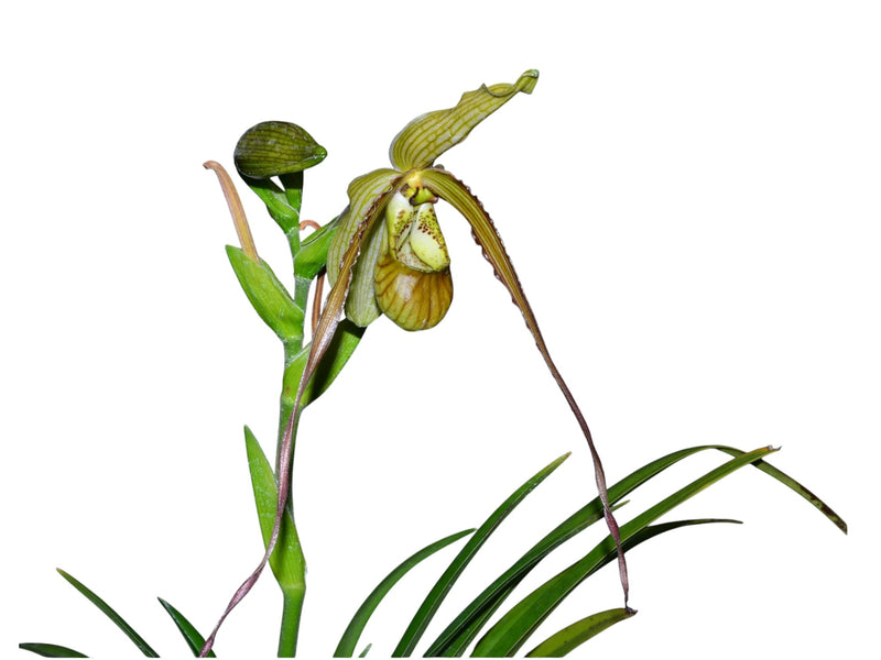 Phragmipedium Mini Grande