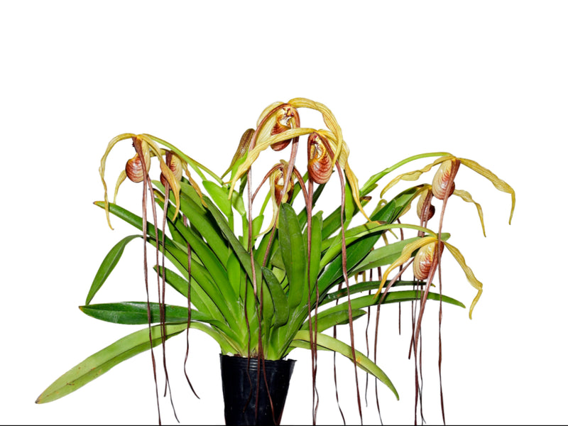 Phragmipedium humboldtii 'Fortuna' Big