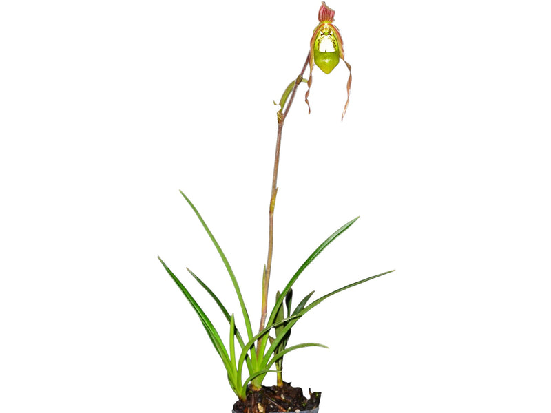 Phragmipedium klotzschianum