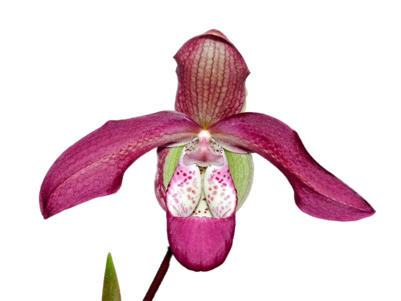 Phragmipedium Pat Ramsey