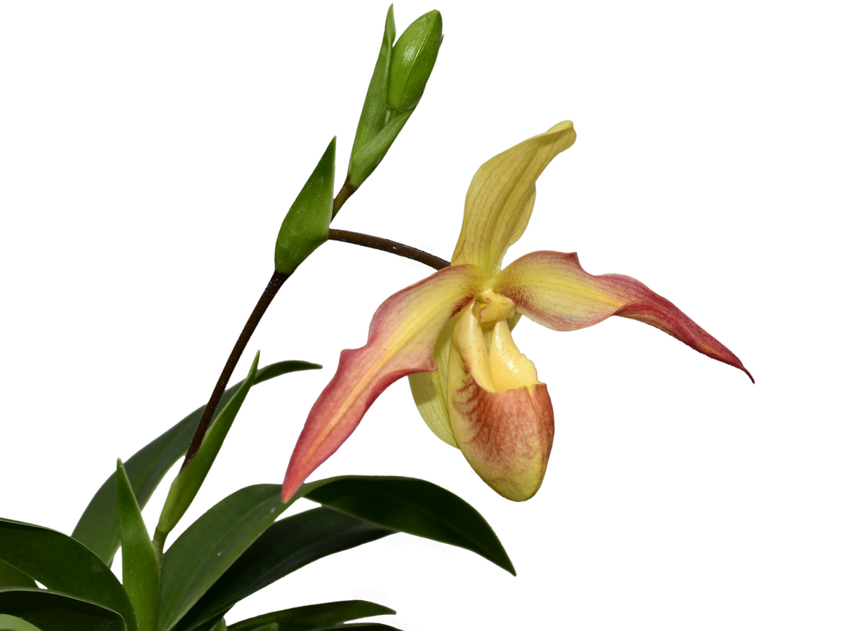 anthurium longifolium Phragmipedium Eric Young xanthinum red — Ecuagenera Orquídeas del Ecuador