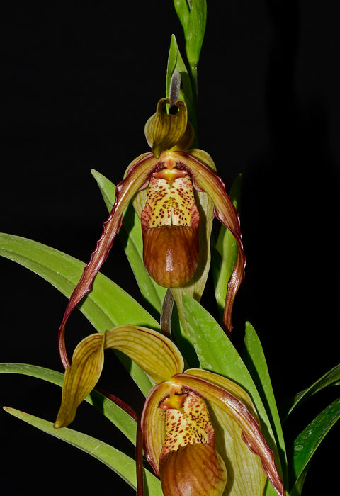 Phragmipedium Paute