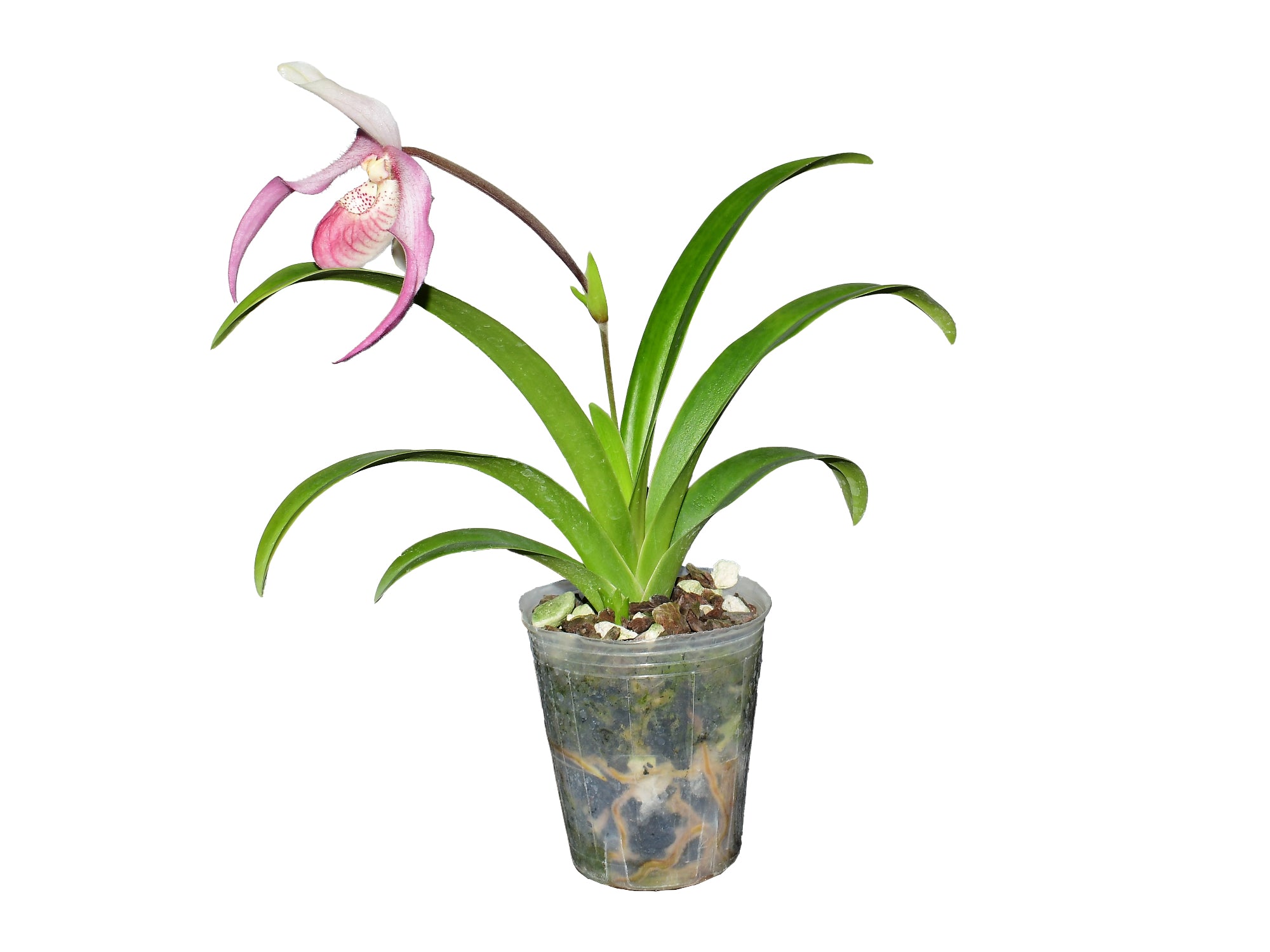 Phragmipedium Alae Animae – Intermediate Hybrid Slipper Orchid ...