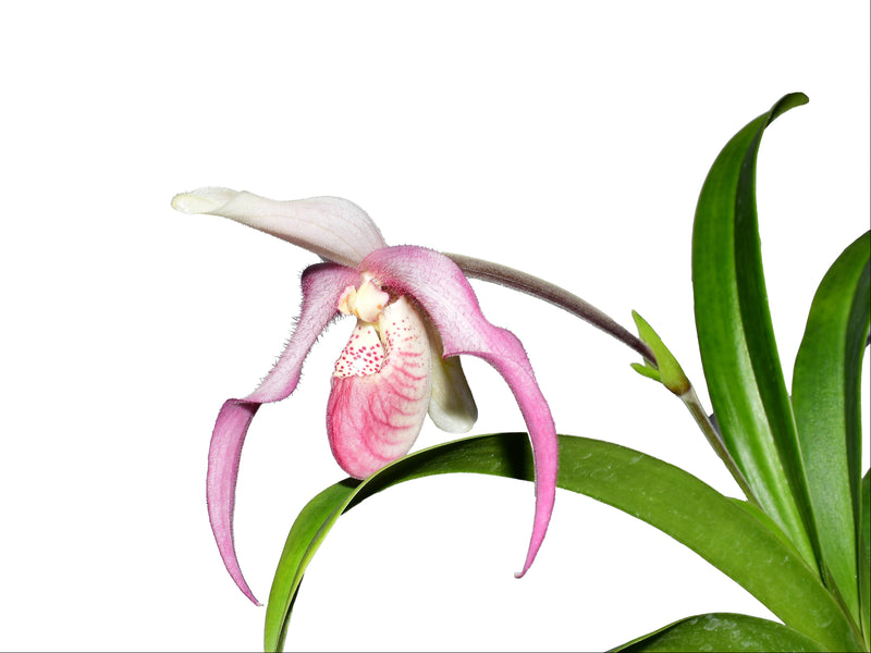 Phragmipedium Alae Animae