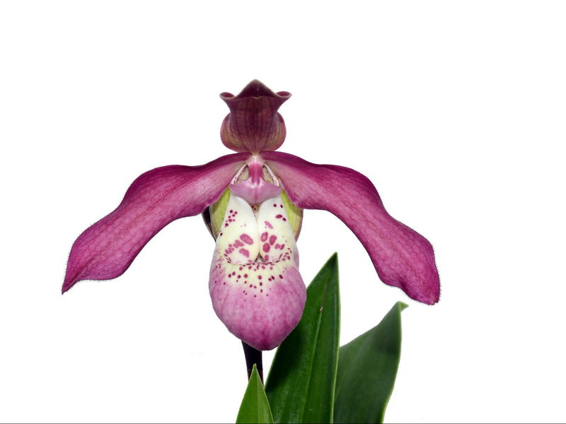 Phragmipedium Anahi Carchi