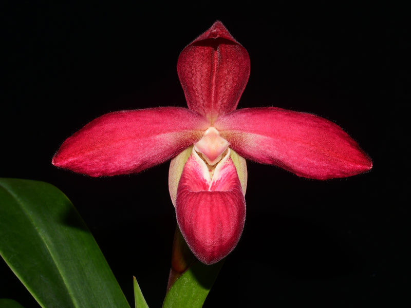 Phragmipedium Andean Winds