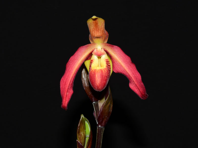 Phragmipedium Apopka