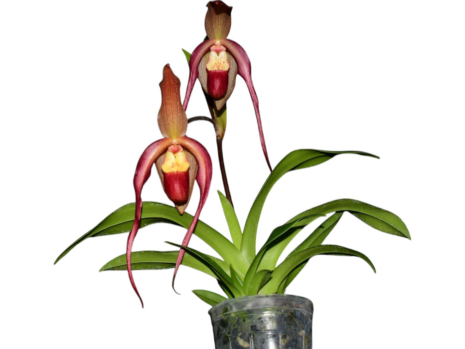 Phragmipedium Apopka var. dalessandroi