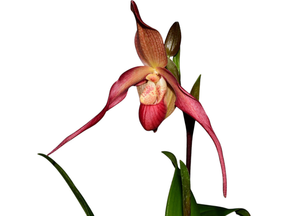 Phragmipedium Apopka var. dalessandroi