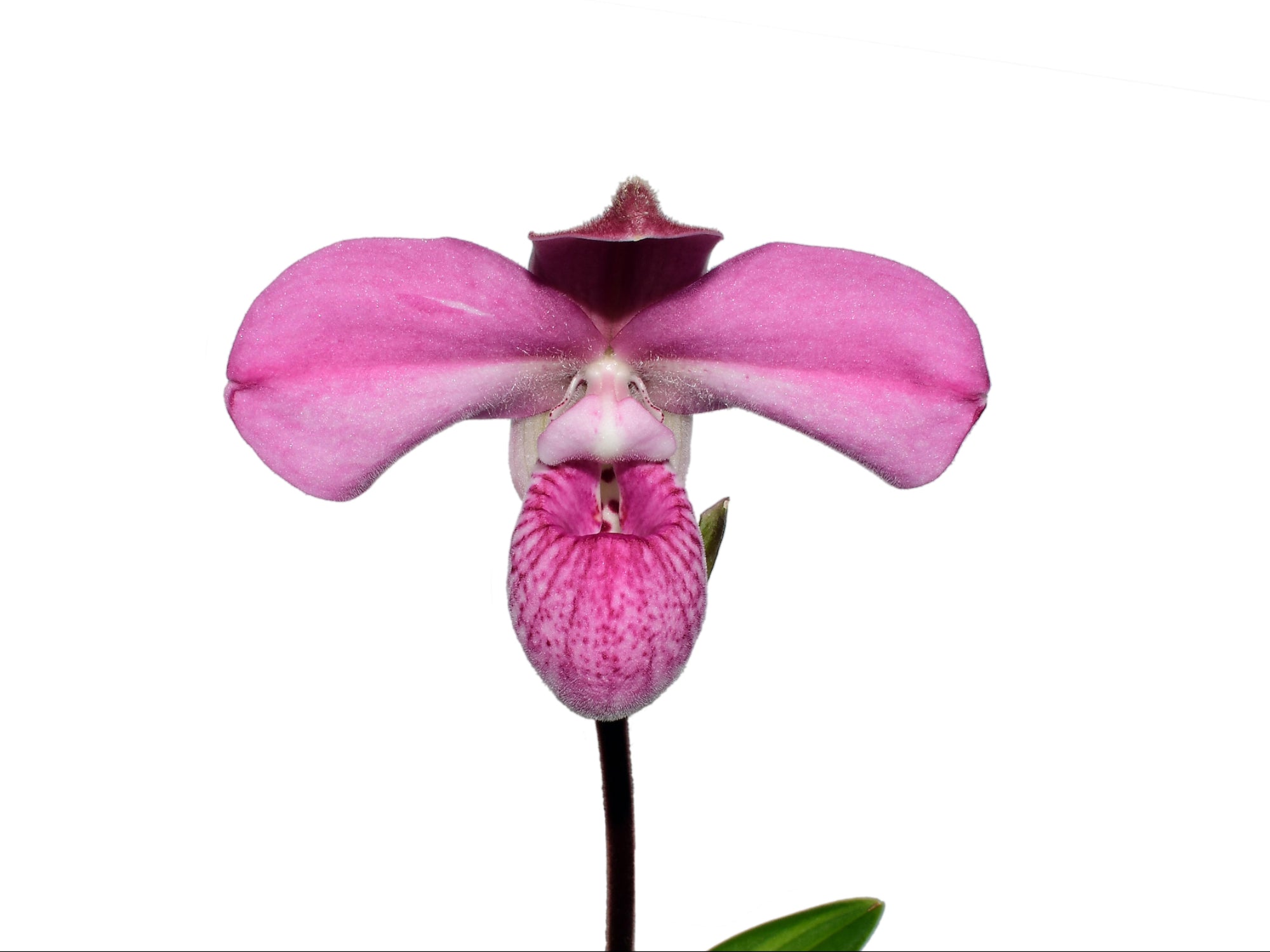 Phragmipedium Arturo Valenza