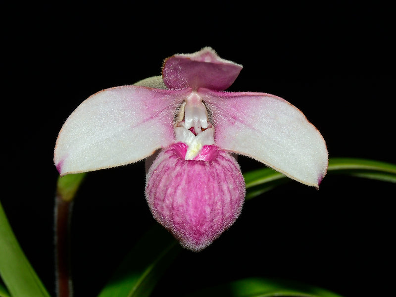 Phragmipedium Asendorf Rose
