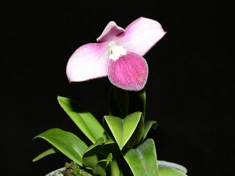 Phragmipedium Asendorf Rose
