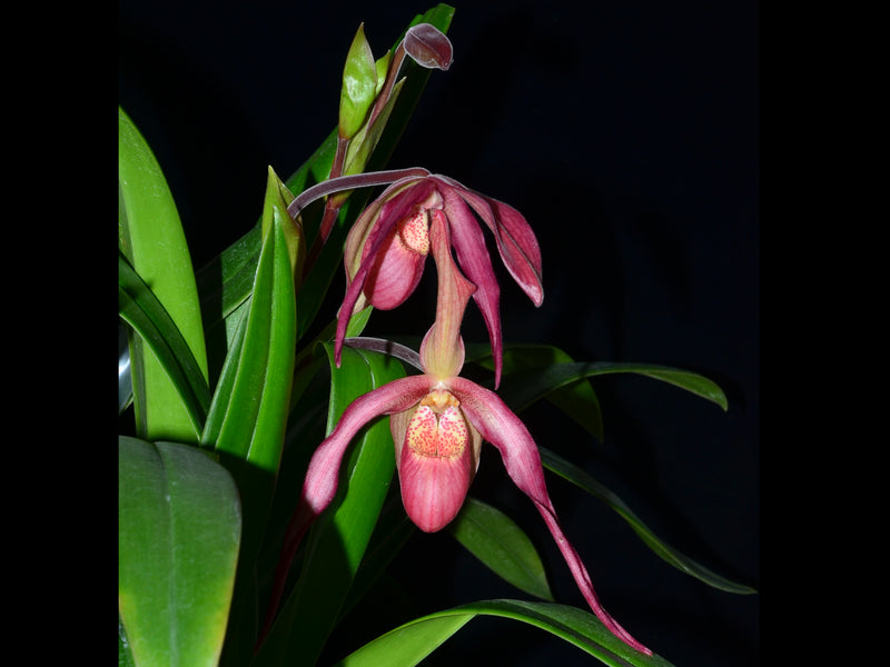 Phragmipedium Beaumont 'Kathleen Phyllis'