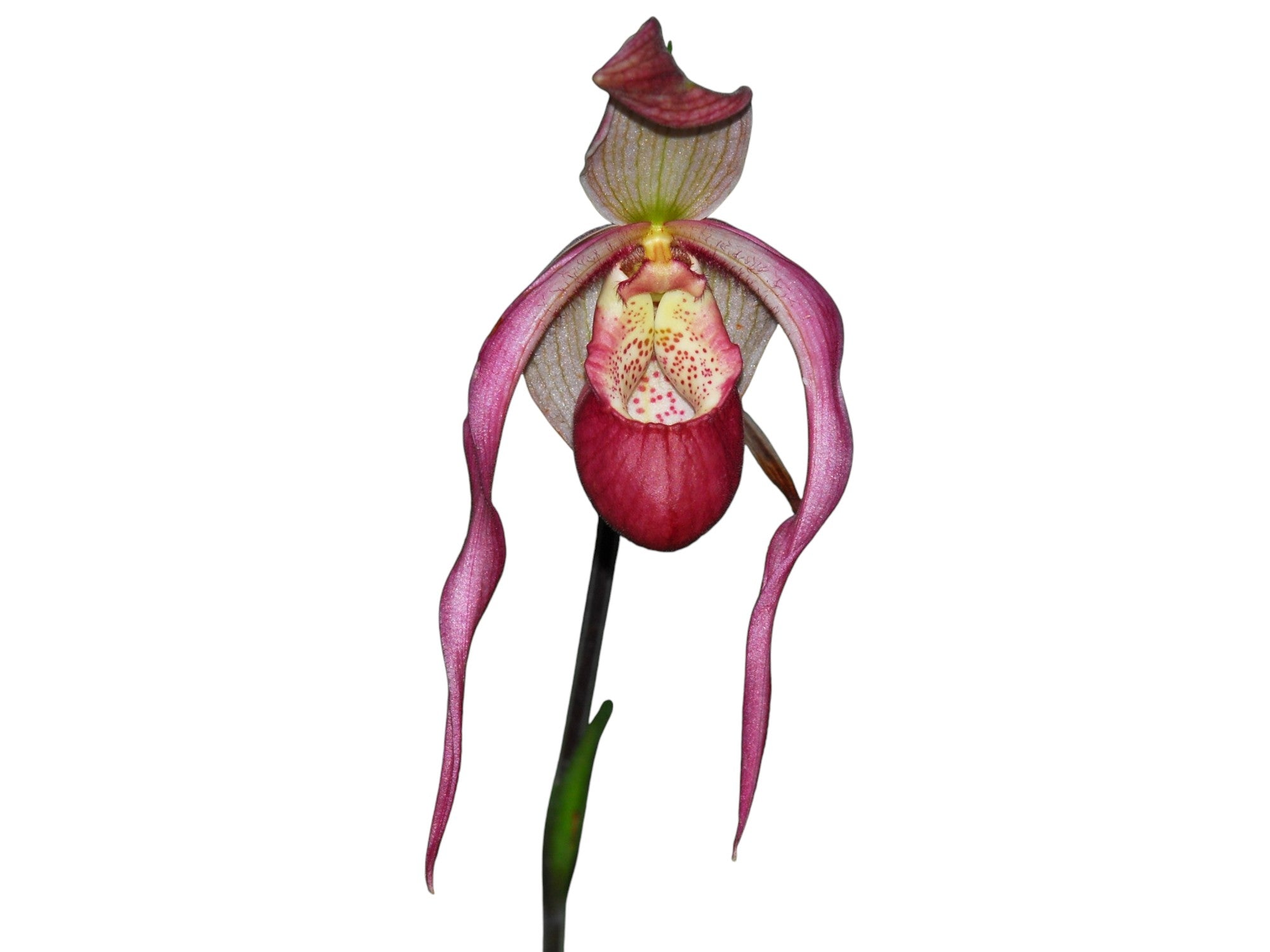 Phragmipedium Belle Hougue Point