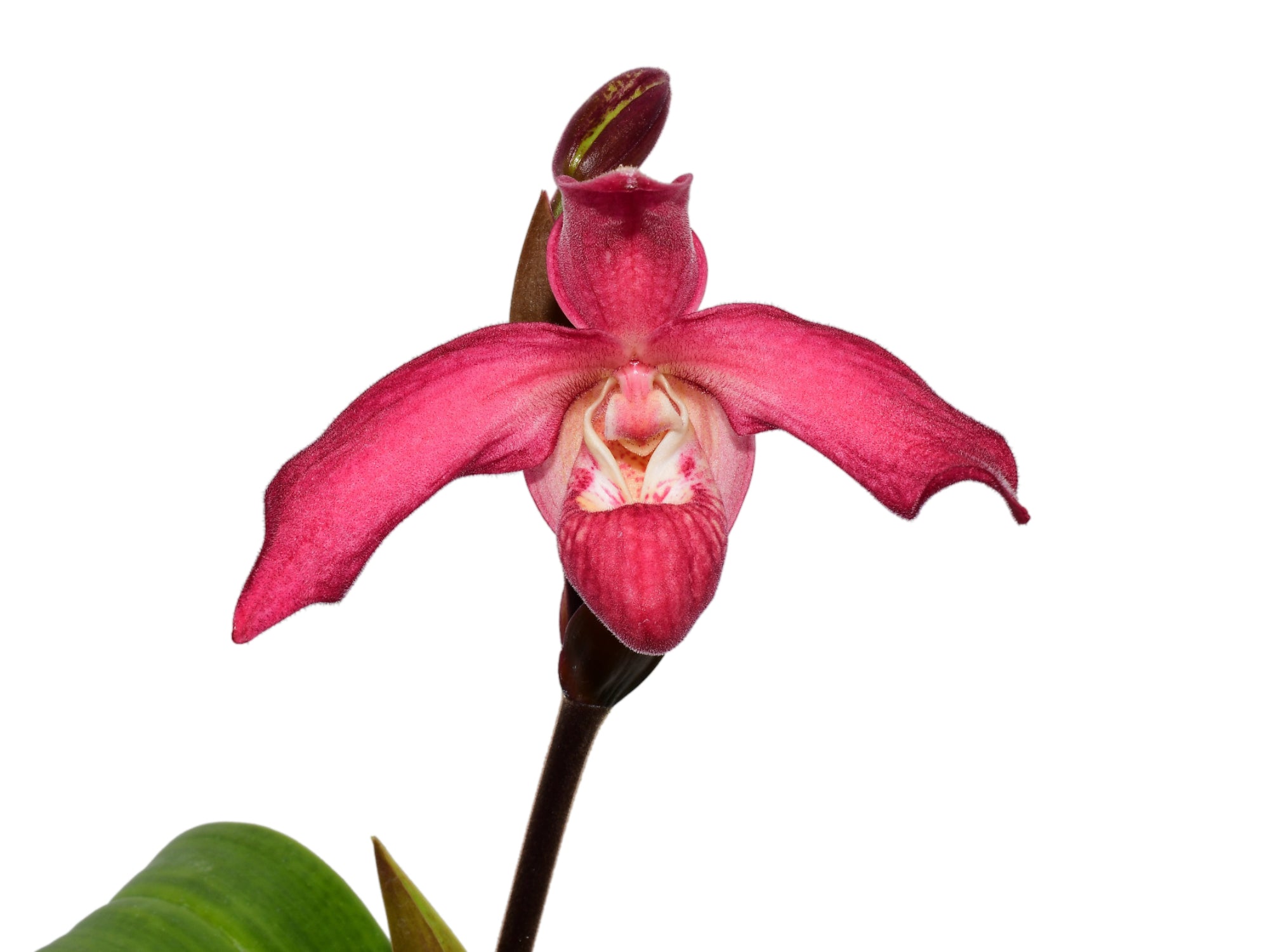Phragmipedium Big Dreams