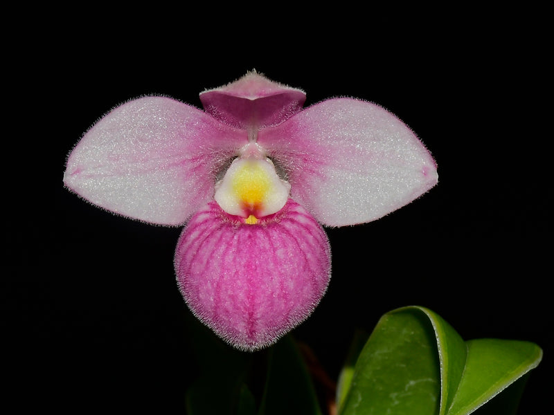 Phragmipedium Bonsall