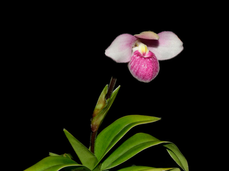 Phragmipedium Bonsall