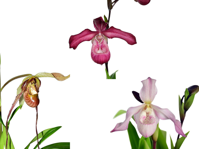 Phragmipedium Bundle