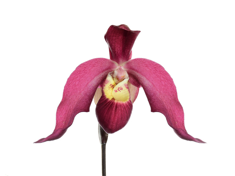 Phragmipedium Carlos Fighetti