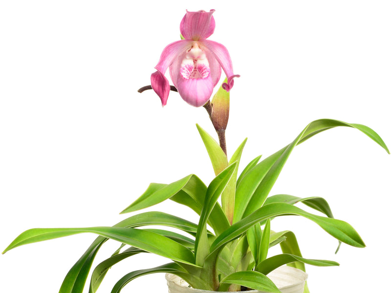 Phragmipedium Carol Kanzer